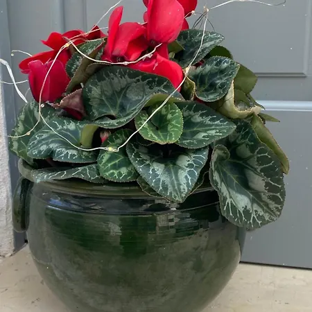 La Casetta Αλμπερομπέλο